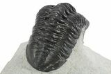 Morocconites Trilobite Fossil - Ofaten, Morocco #347296-5